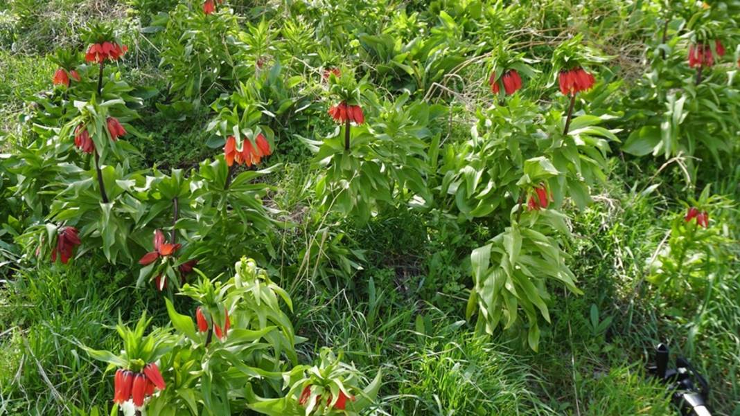 Bu insanlar neye bakıyor? Gece-gündüz nöbet tutuyorlar, ilk kez görenler şaştı kaldı! 19